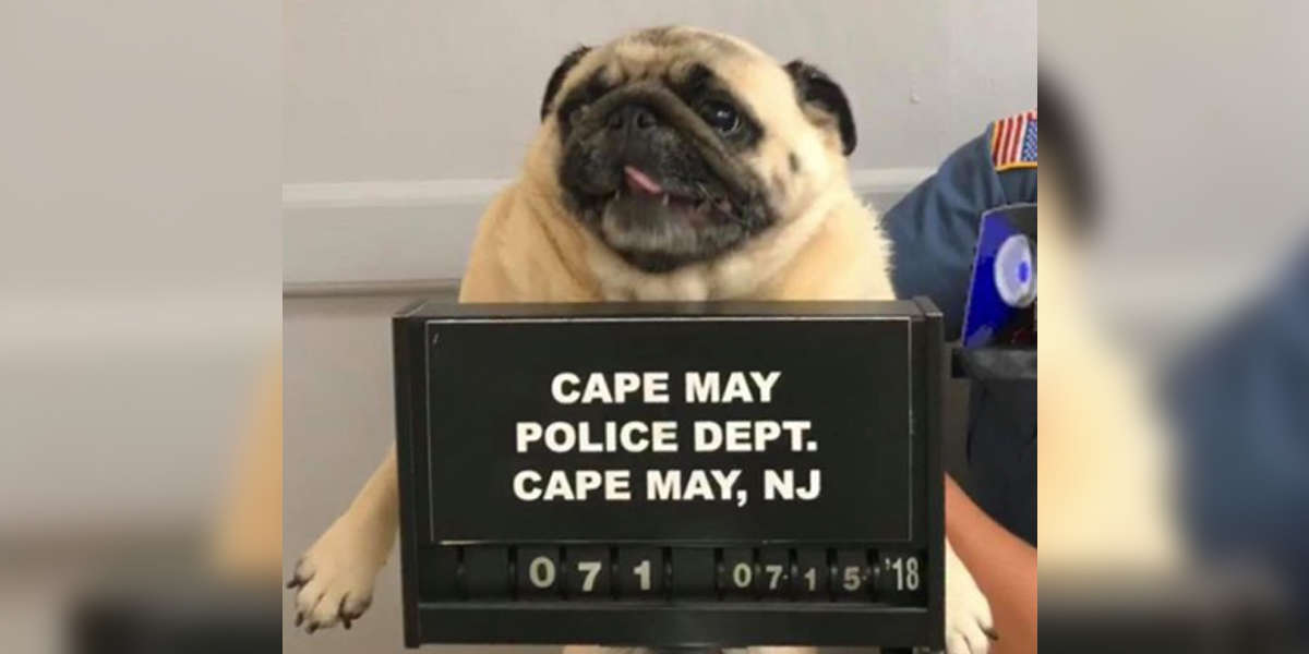 Runaway Dog Gets 'Pugshot' Taken By NJ Police After Being Arrested(01)