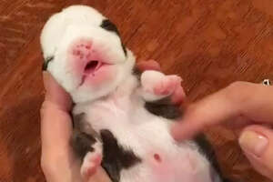 Tiny Bulldog Almost Didn't Make It — Then He Met This Kitten 