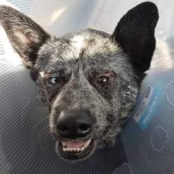 Dog in medical collar