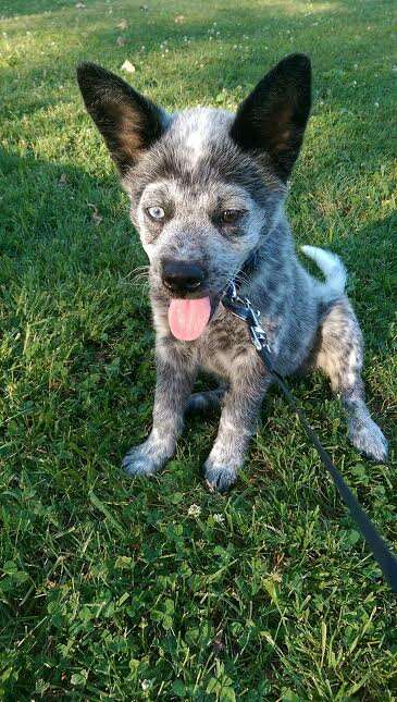 how long is a blue heeler pregnant