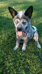 Blue heeler puppy sitting on the grass
