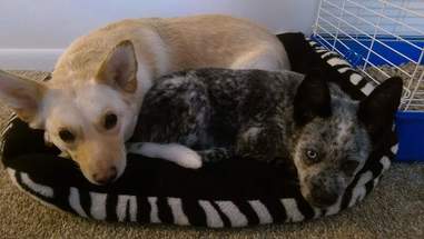 Dogs sharing a bed