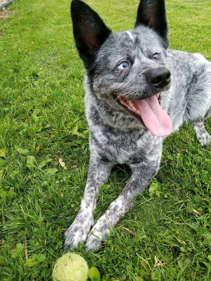 Smiling dog sitting on grass