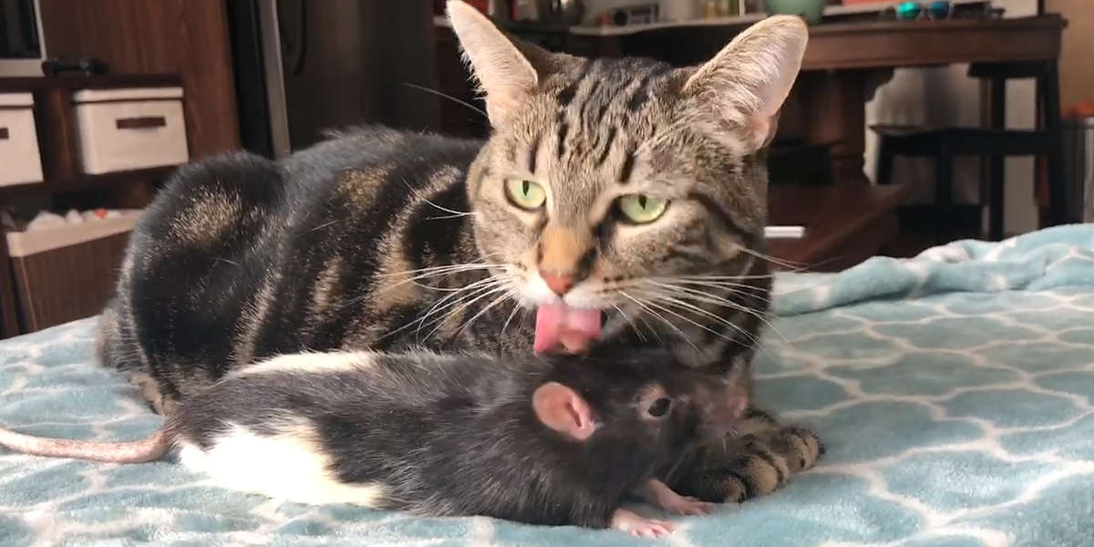 Cat And Rat Love Each Other SO Much - Videos - The Dodo