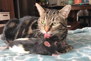 Cat And Rat Love Each Other SO Much