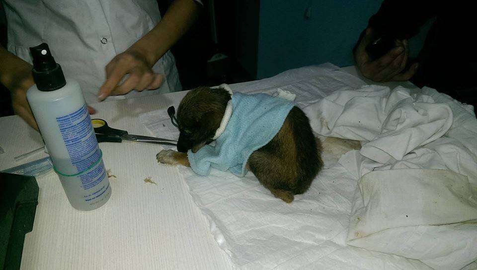 Puppy being treated at vet