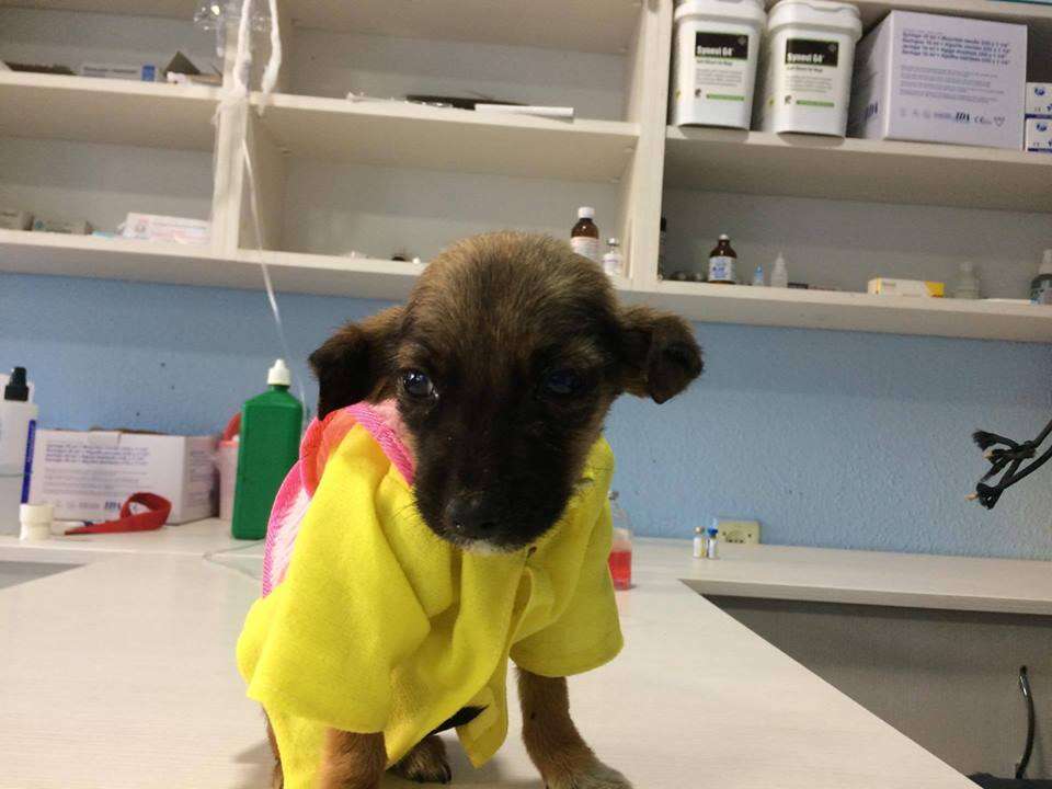 Tiny puppy on vet clinic table