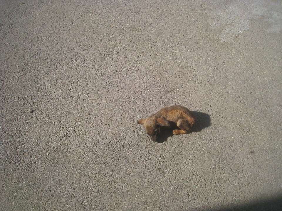 Tiny puppy on road