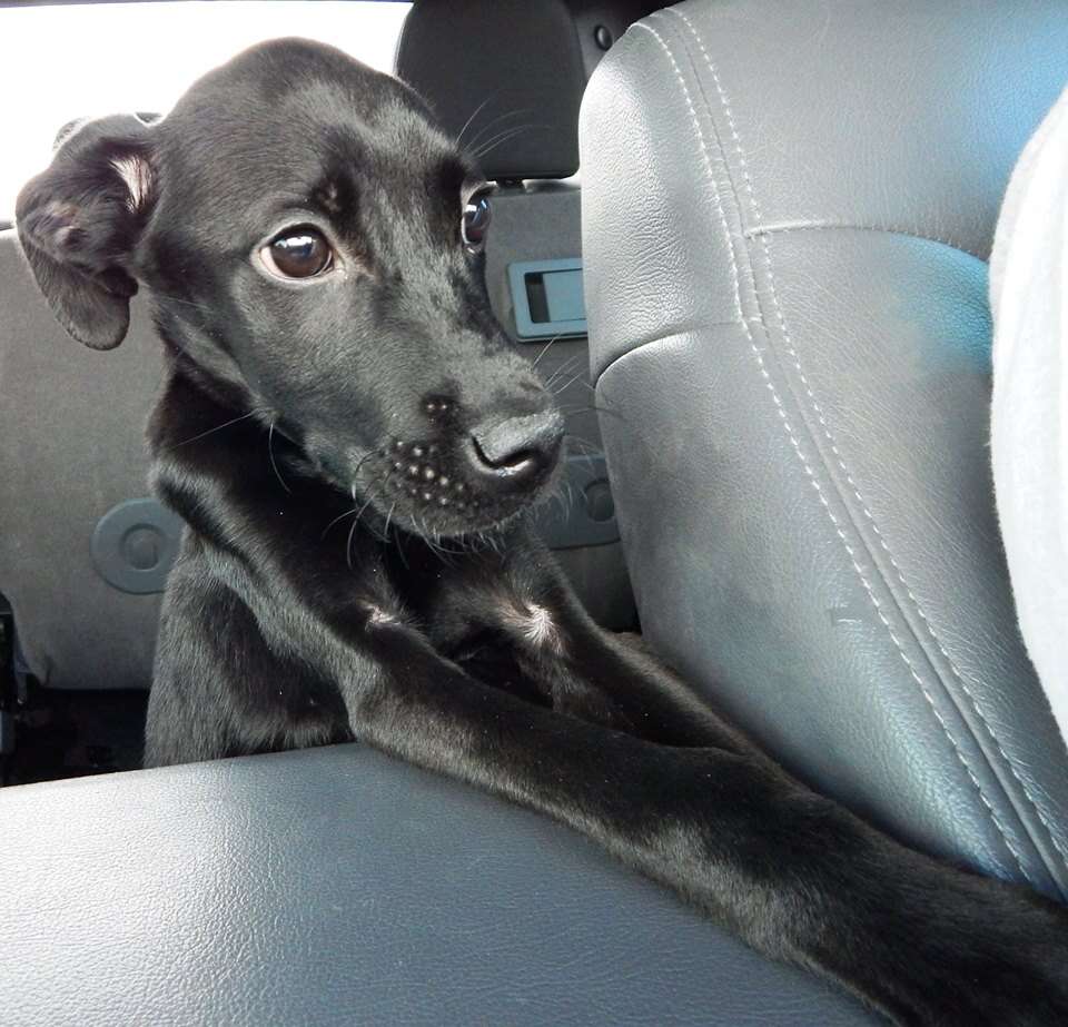 Black dog riding in backseat of car