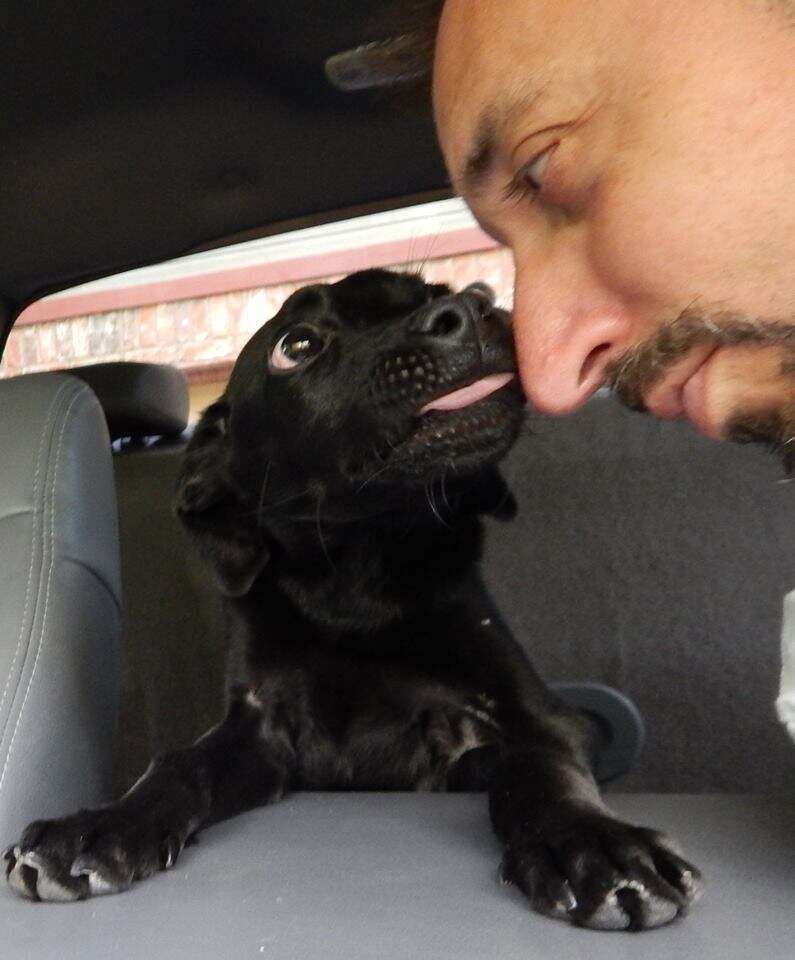 Puppy touching noses with man