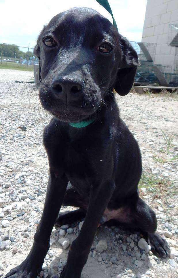 Sad looking black dog on leash