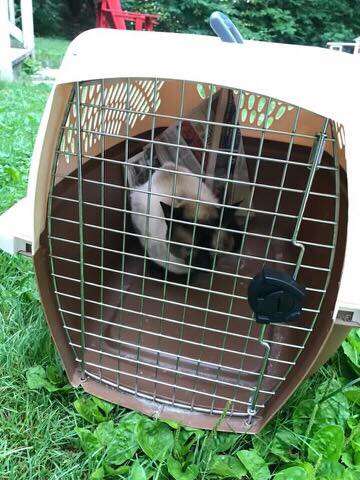 Stray Siamese cat arriving at sanctuary