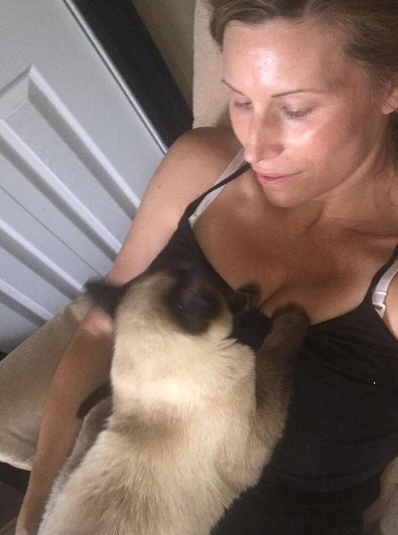 Stray Siamese cat learns to trust new family