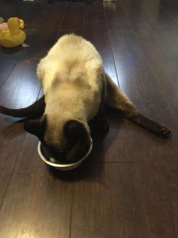 Stray Siamese cat with strange limp