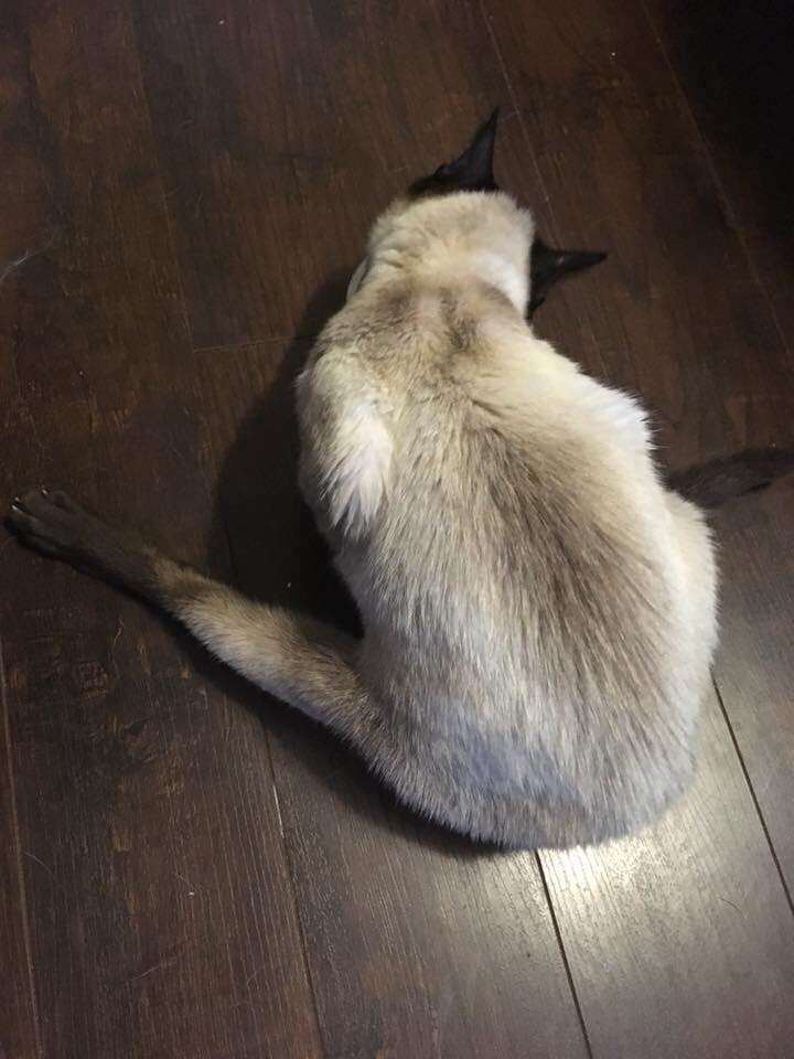 Stray Siamese cat with broken pelvis