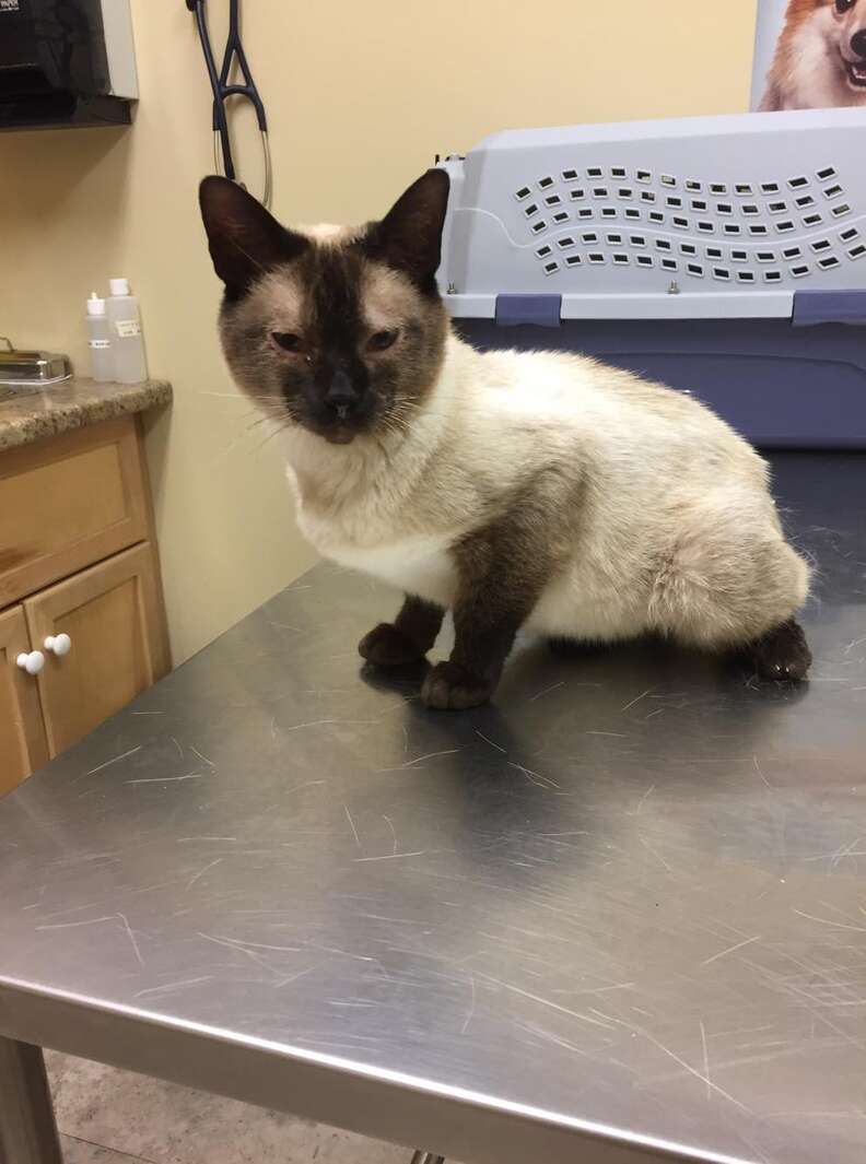 Stray Siamese with broken pelvis at vet office