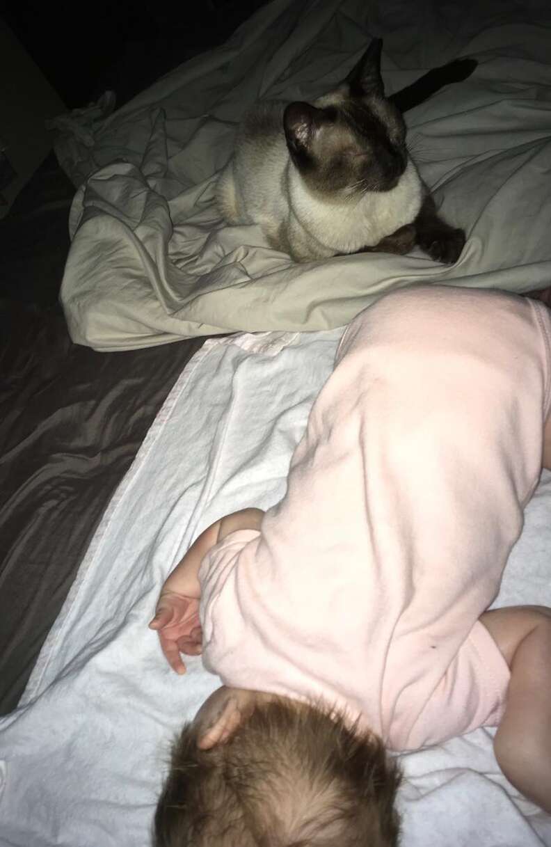 Stray Siamese cat with newborn baby