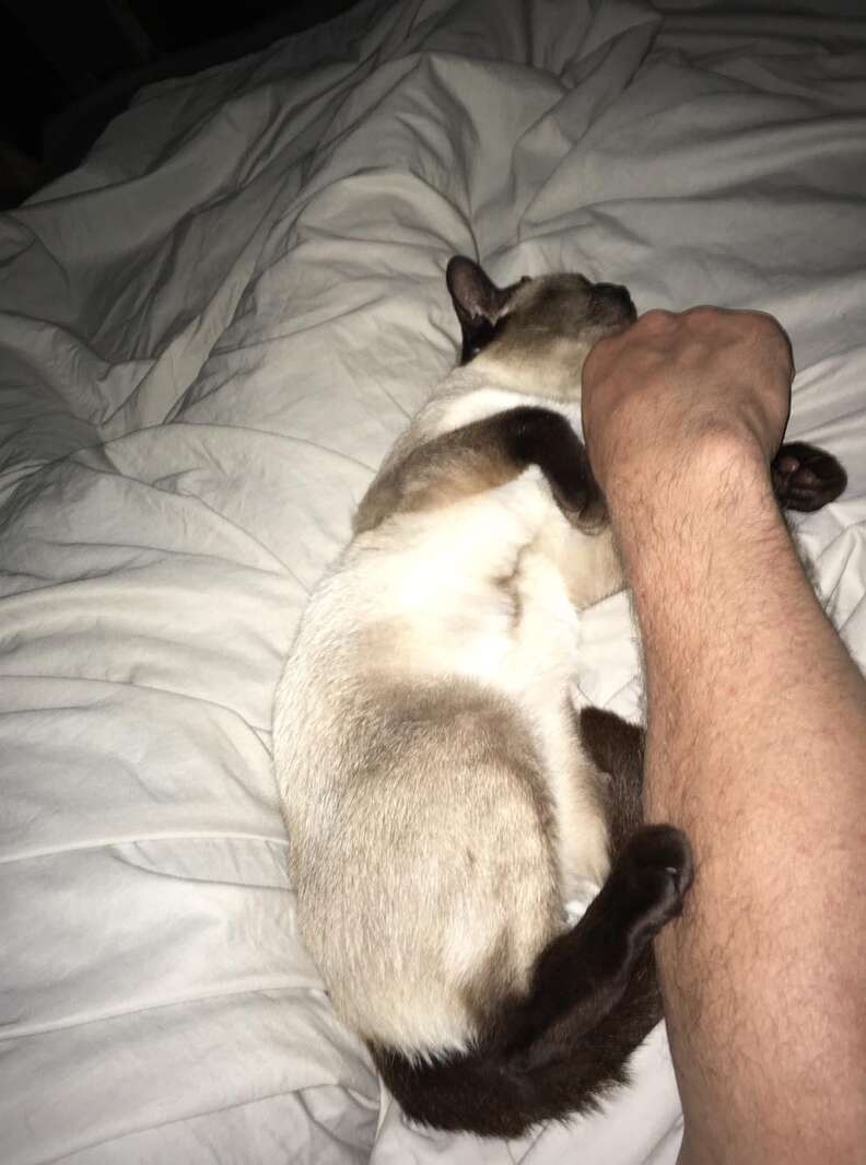 Stray Siamese cat learns to trust new family