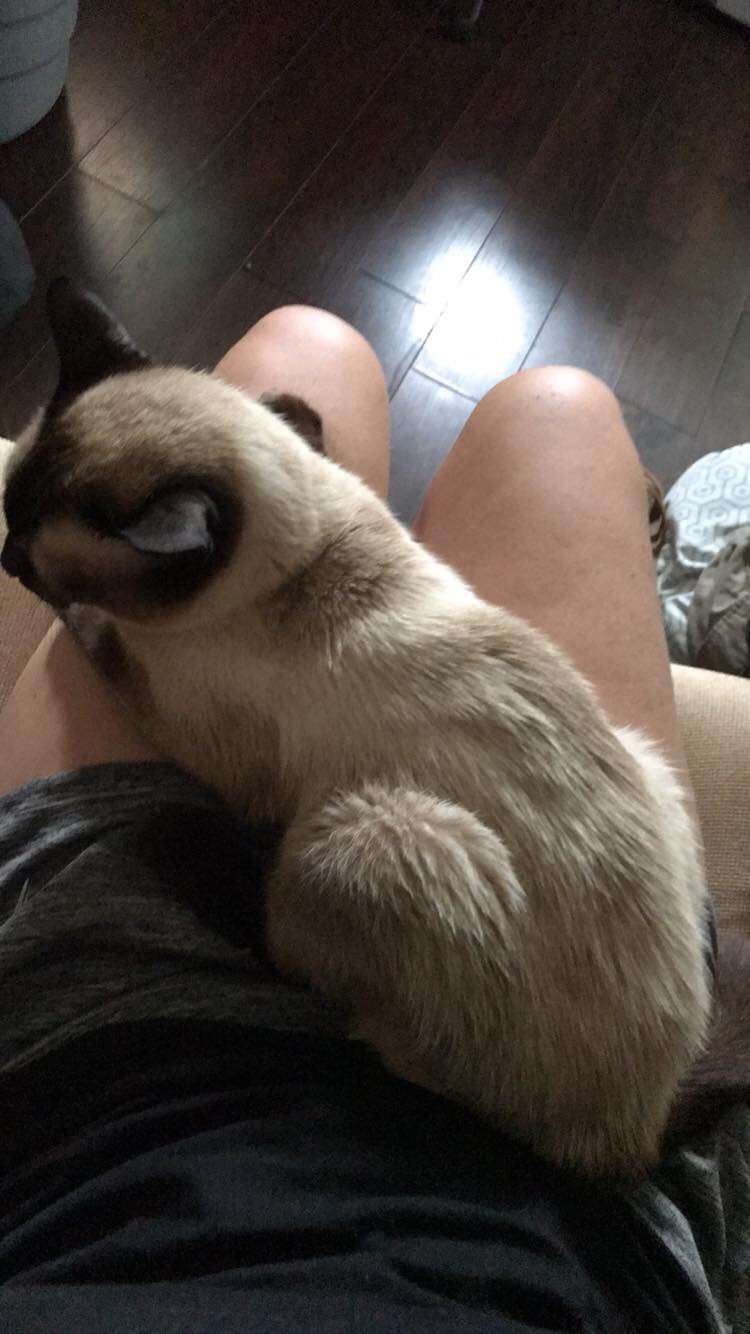 Siamese cat insists on snuggling on rescuers lap