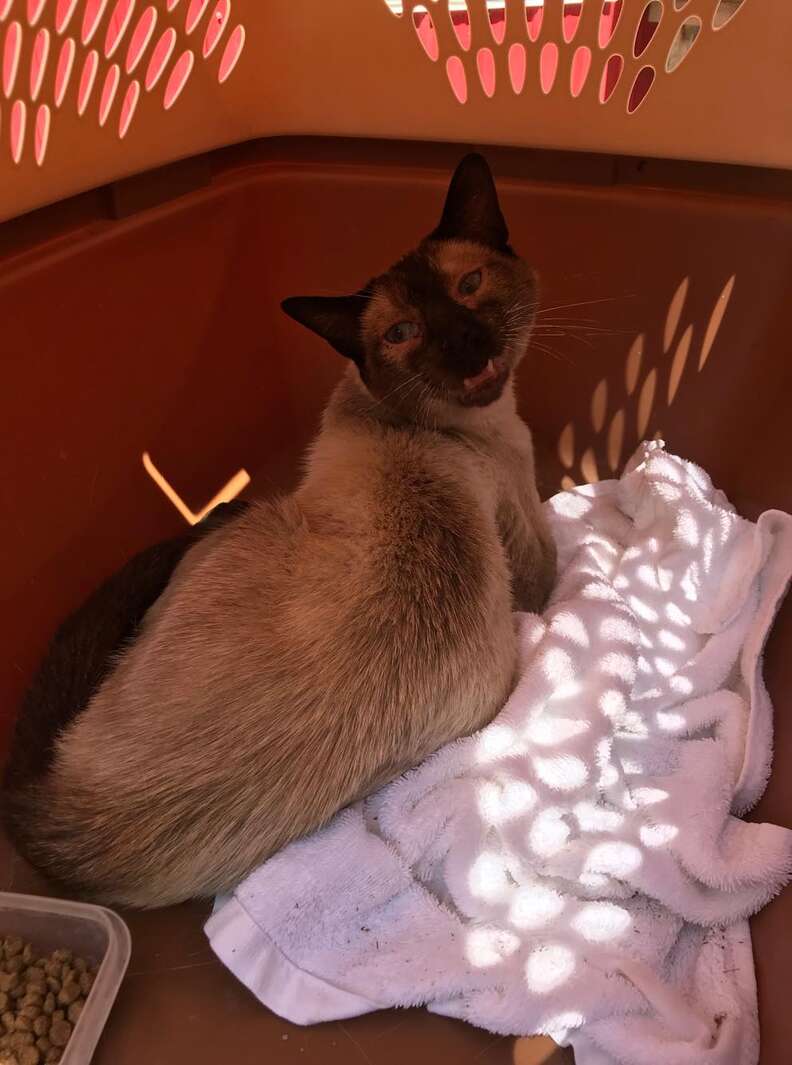 Stray Siamese cat arrives at animal sanctuary