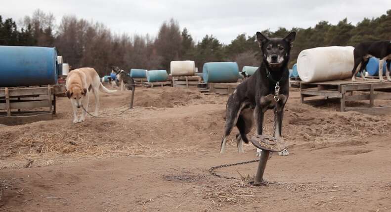 sled dog abuse canada