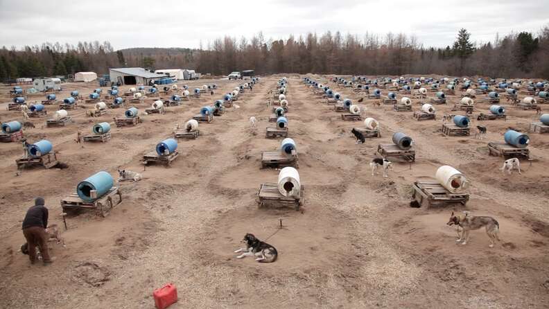 Sled sales dog houses