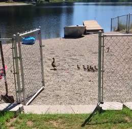 Ducks by lake