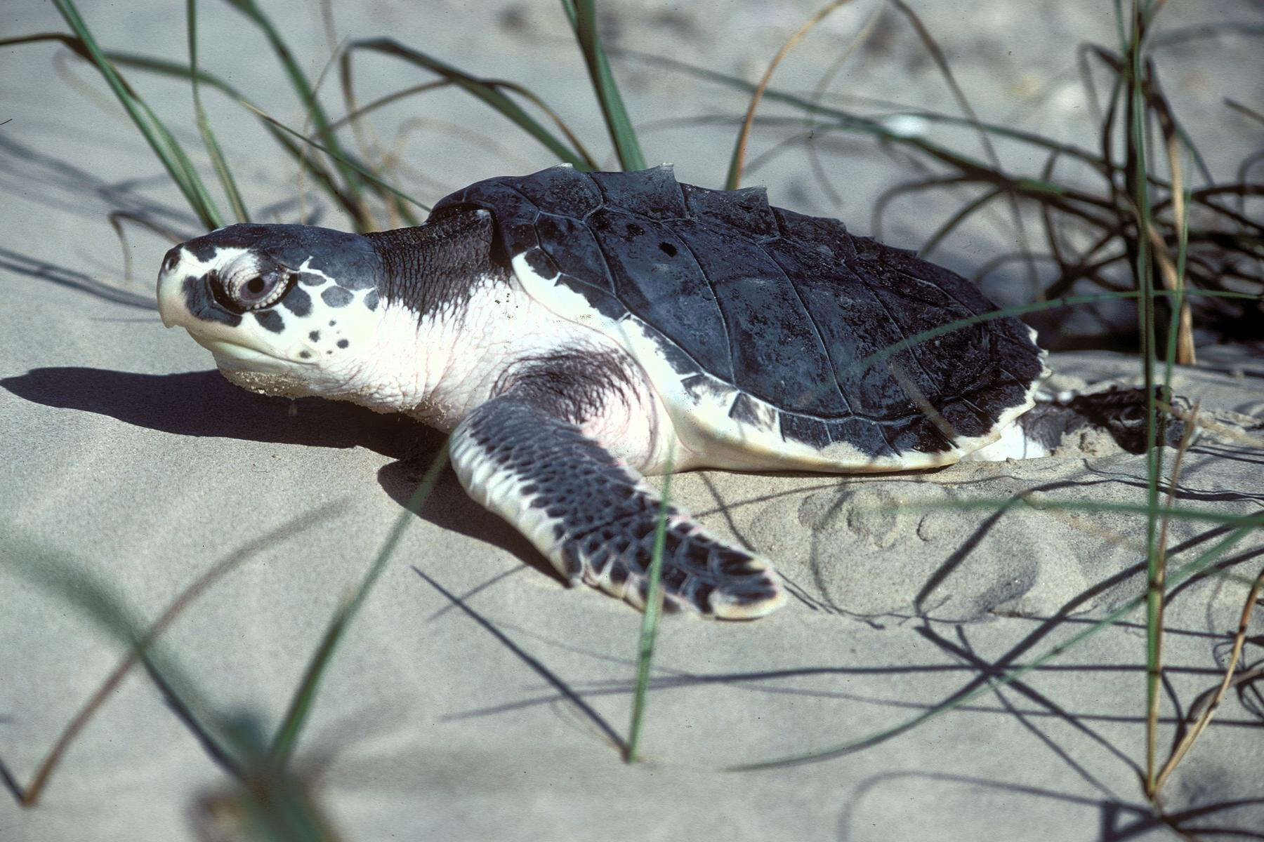 sea turtle litter death