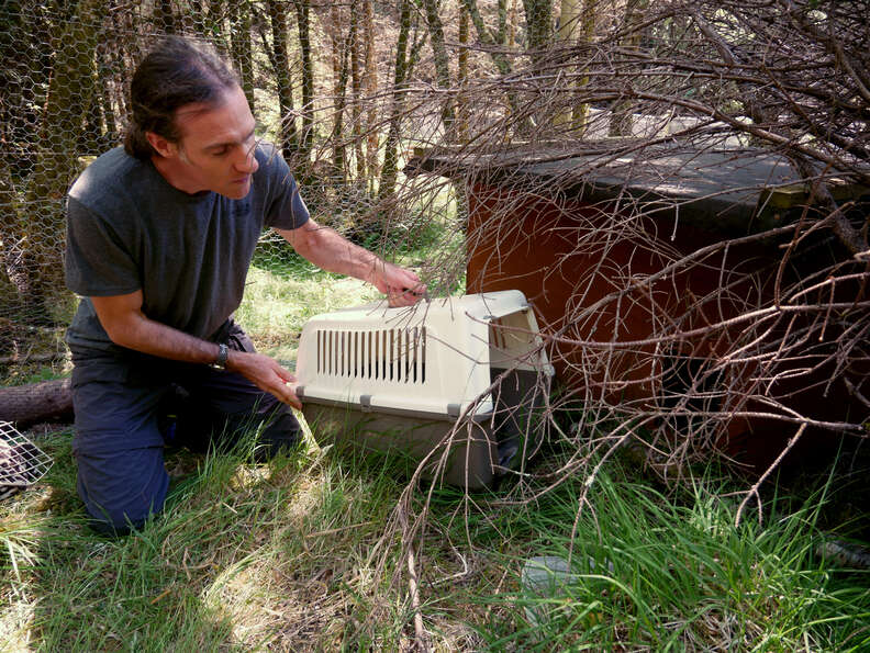 Scottish wildcat kittens being released into large enclosure