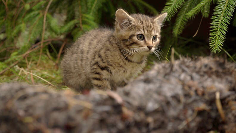 Rare Scottish wildcat