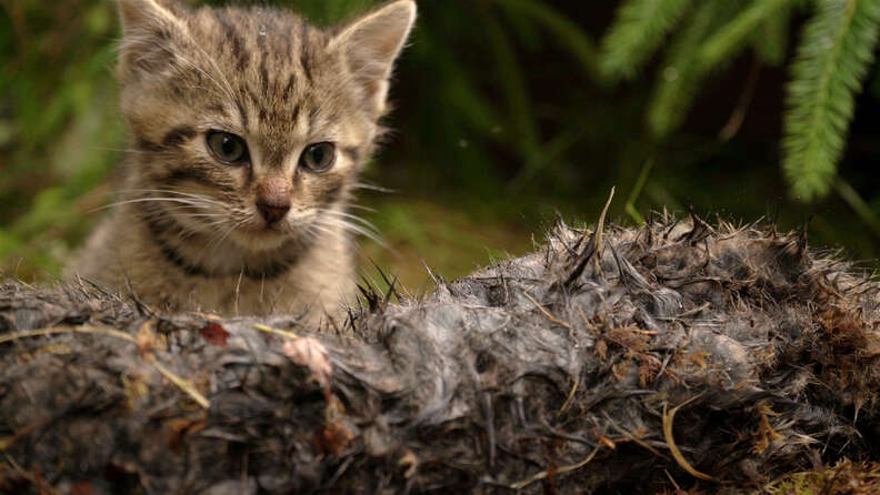 Rare Scottish wildcat kitten