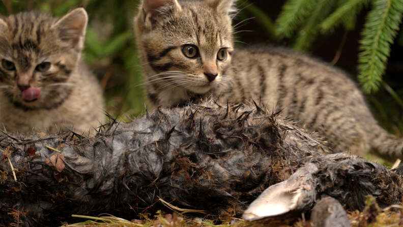 Rare Scottish wildcat kittens