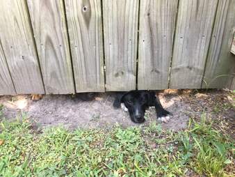Puppy tries to escape yard