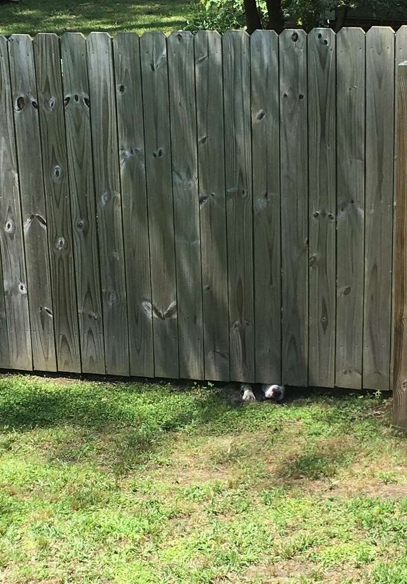A pit bull sticks his nose under the fence