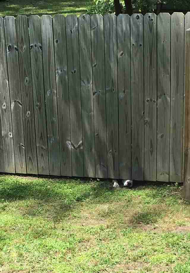 Man Catches Neighbor S Dogs Spying On Him Under The Fence
