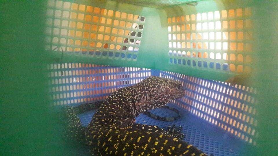 monitor lizard smuggling indonesia