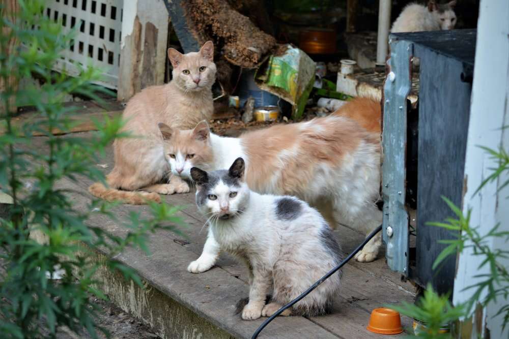 187 cats rescued from one home
