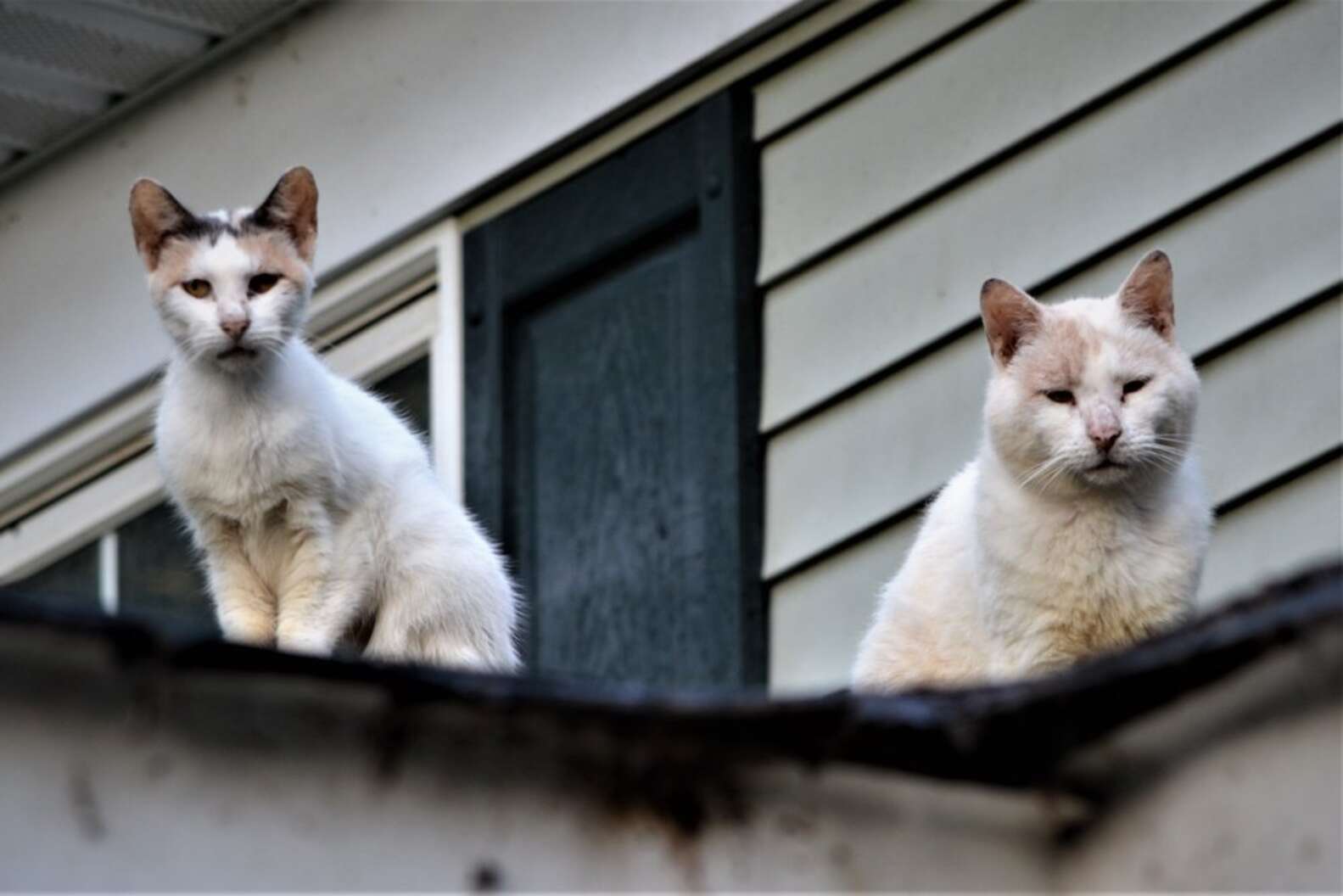 187 Cats Rescued From New Jersey Animal Hoarder's Home The Dodo