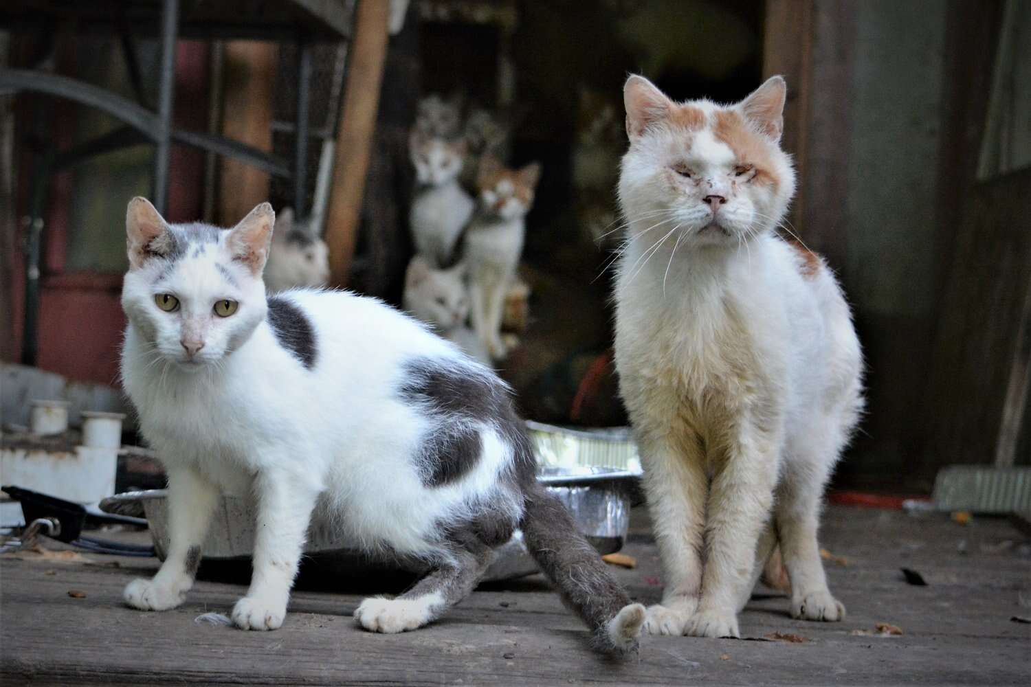 187 cats rescued