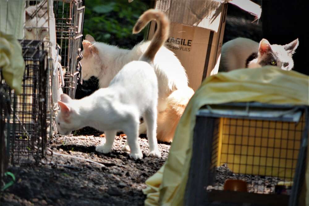 187 cats rescued