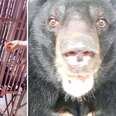 Bear saved from bile farm meets new friend at sanctuary
