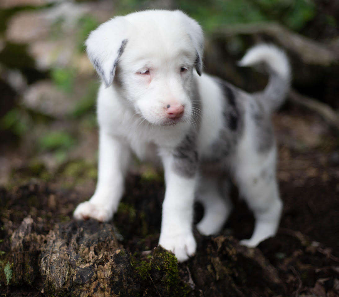 Close up Australian shepherd puppy
