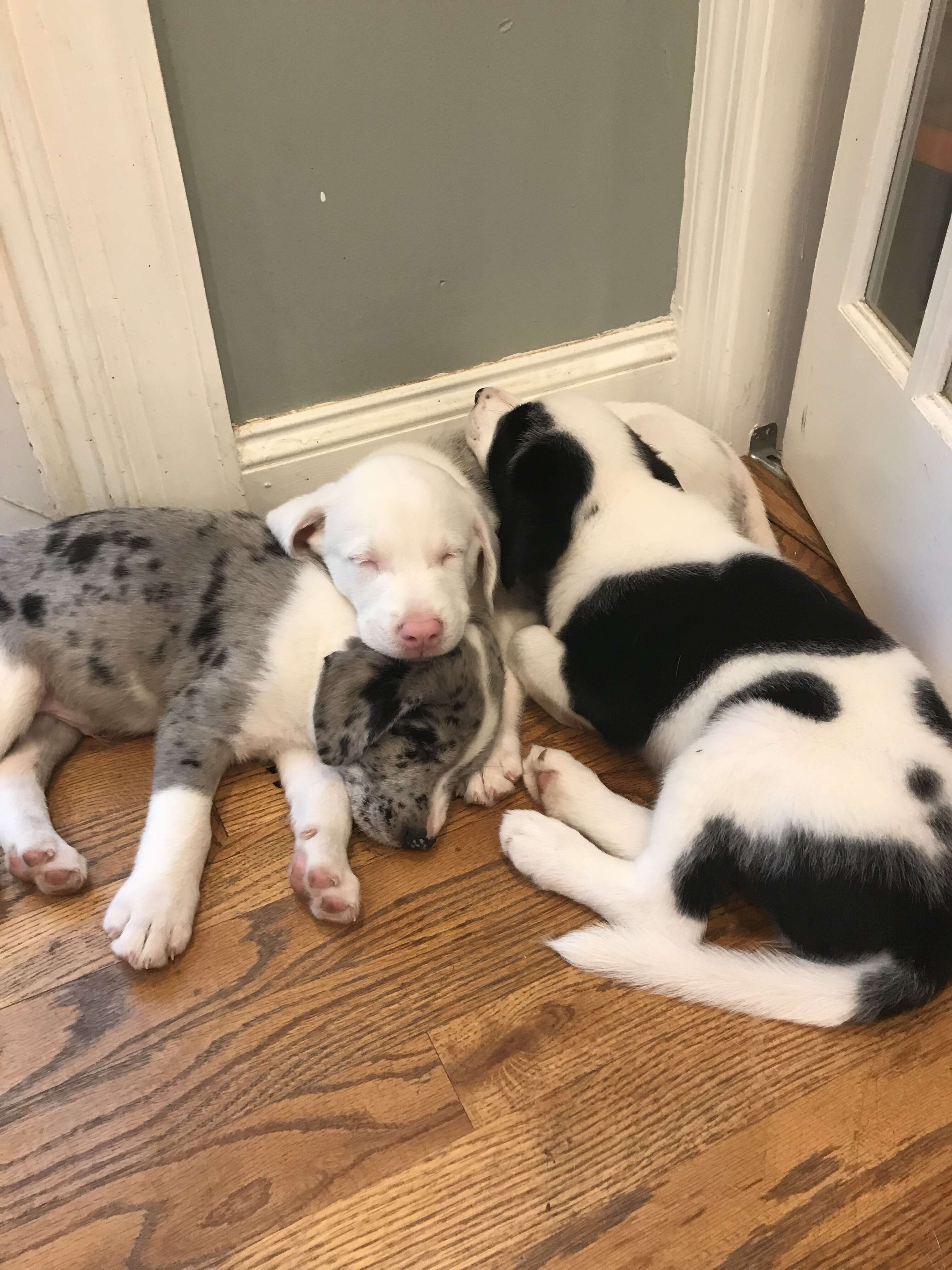 Puppy snuggled up with siblings