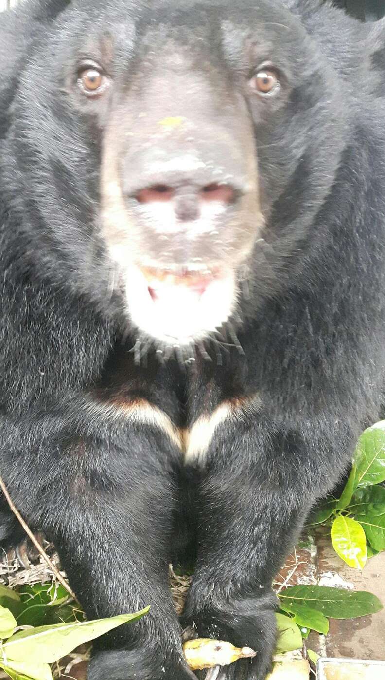 Bear Saved From Vietnam Bile Farm Plays With New Friends - The Dodo