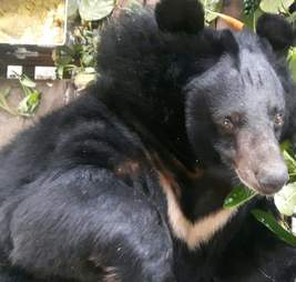 Bear saved from bile farm