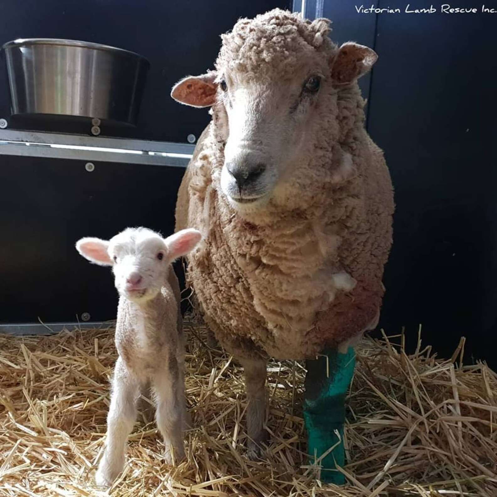Sheep Fought Off Hungry Attackers To Save Her Baby - The Dodo