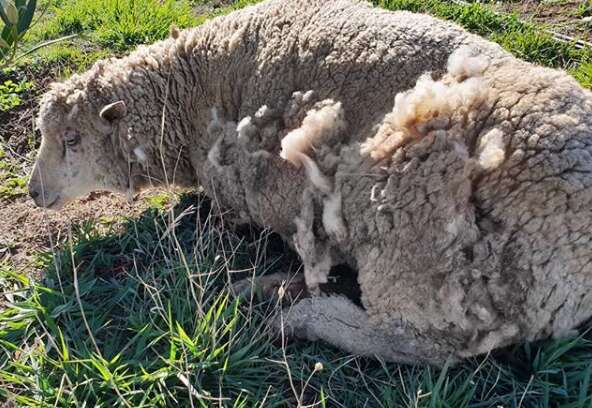 Injured sheep after being attacked