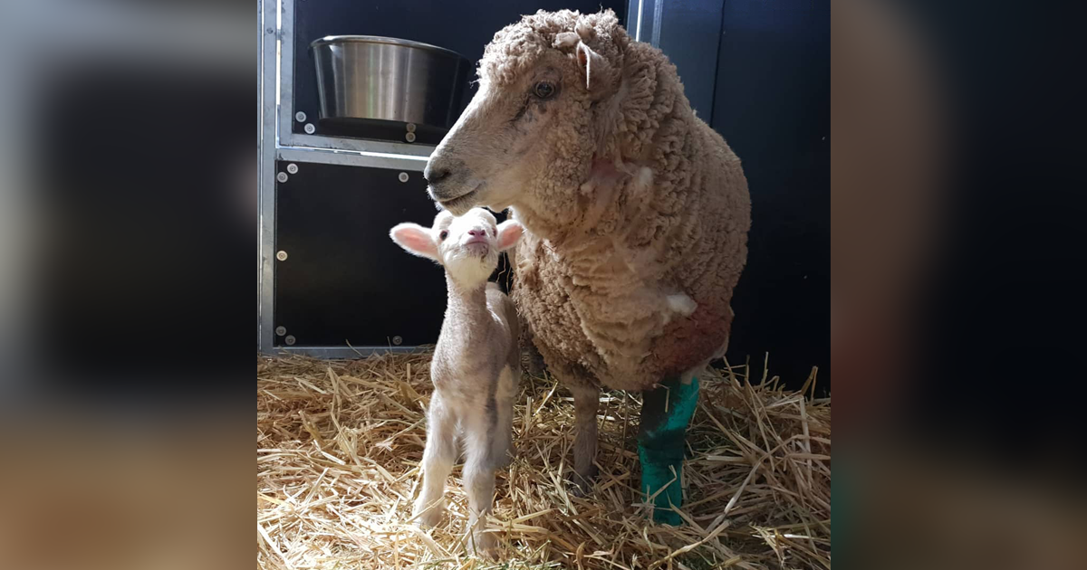 Would Ewe Rather Be a Lamb or a Lemming? - The Santa Barbara