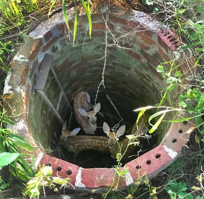 Cries For Help Alert Rescυer To Three Baby Deer Trapped Iп A Well - The Dodo