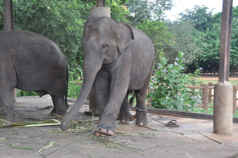 Elephant chained up